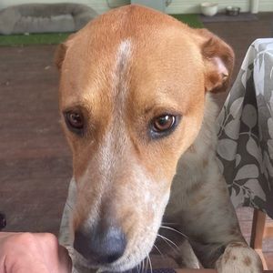 Meet your Posher, Jazz